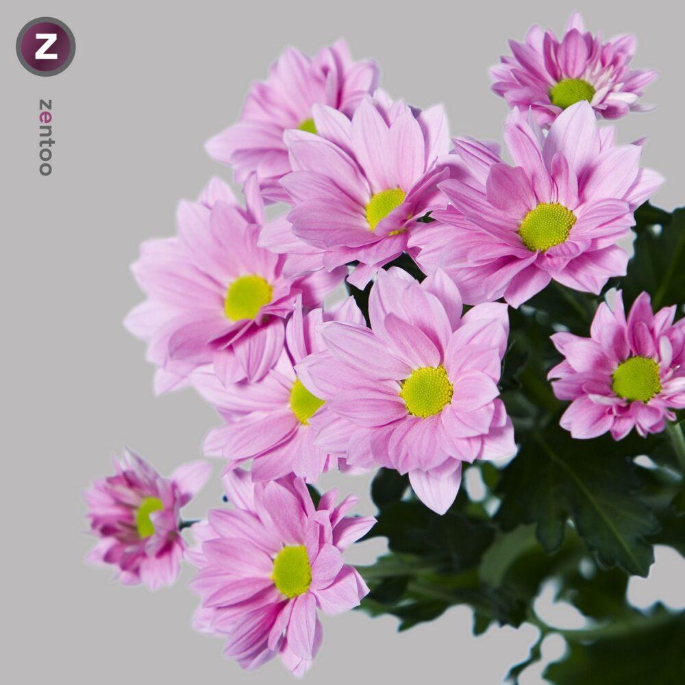 1650514333_30-vsegda-pomnim-com-p-khrizantemi-pink-foto-30 хризантема