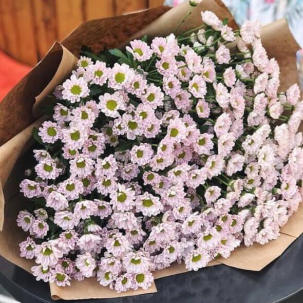 хризантема сантинни